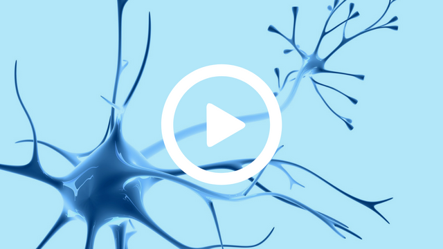 Neuroendokrine-Grundlagen