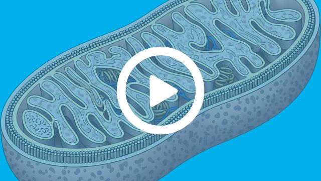 Mitochondrien