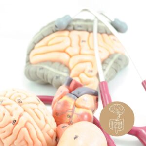 Die Rolle der Darmgesundheit bei Angststörungen Man sieht wie Darm und Hirn zusammenhängen